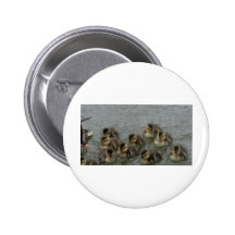 Canards de bébé pin's