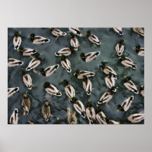 CANARDS de MALLARD sur un ÉTANG Affiche