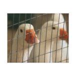 Canards de Pekin dans l'image de cage Impressions Sur Toile