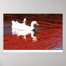 Canards de Pekin Posters