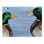 Canards drôles cartes postales