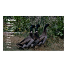 Canards Modèle De Carte De Visite