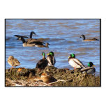 Canards observant l'ATC d'oies Cartes De Visite Personnelles