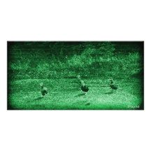 Canards se dandinant au carte photo de nuit modèle pour photocarte