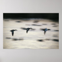 Canards souchets posters