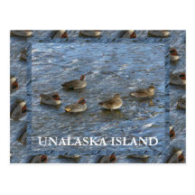 Canards turquoises viridipennes, île d'Unalaska Cartes Postales