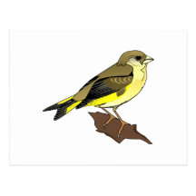 Canari de cerise carte postale