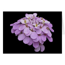 CANDYTUFT SUR la carte de voeux NOIRE
