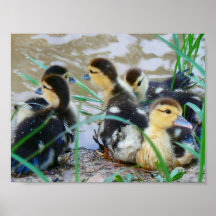 Canetons doux poster