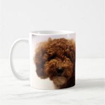 Caniche Tasse