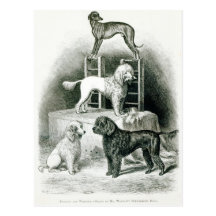 Caniches et whippet - groupe de M. Walton's Carte Postale