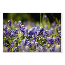 Capots bleus du Texas Photographies D’art