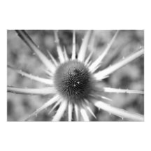 Cardère Impressions Photo