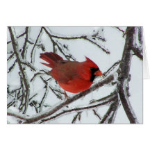 Cardinal Carte De Vœux