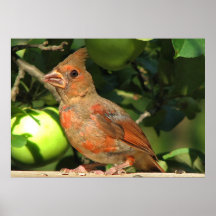Cardinal de bébé affiche