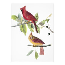 Cardinal du nord d'Audubon Bristol