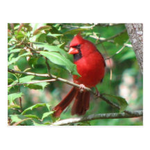 Cardinal en carte postale de houx