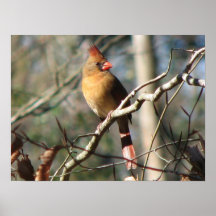 Cardinal féminin posters