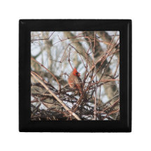 Cardinal masculin avec la graine boîtes à babioles