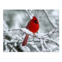 Cardinal rouge dans la carte postale de neige