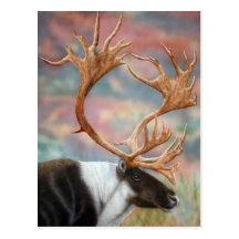 Caribou Carte Postale