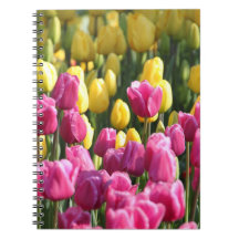 Carnet de tulipes
