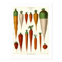 Carottes Cartes Postales