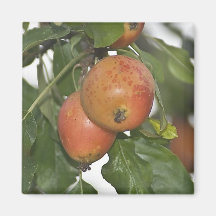 carré d'aimant de pomme de collection de nature