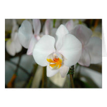 Carte blanche d'orchidée de mite