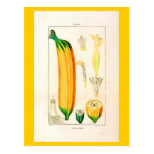 Carte-Botanicals-Banane 2 Cartes Postales