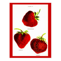 Carte-Botanicals-Fraises Carte Postale