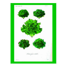 Carte-Botanicals-Laitue 3 Carte Postale