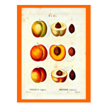 Carte-Botanicals-Pierre Joseph Redoute 17 Carte Postale