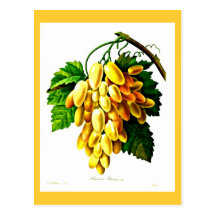 Carte-Botanicals-Pierre Joseph Redoute 3 Cartes Postales