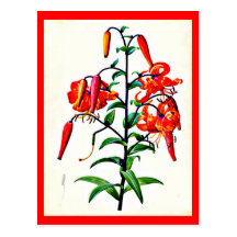 Carte-Botanicals-Pierre Joseph Redoute 4 Cartes Postales