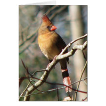 Carte cardinale femelle