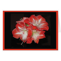 Carte d'amaryllis