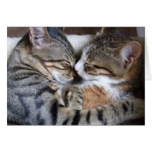 Carte d'amour de chat