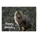 Carte d'anniversaire aux cheveux longs de chat tig