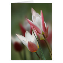 carte d'anniversaire de Madame Jane de tulipe