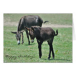 Carte d'anniversaire de poulain d'âne