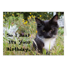 Carte d'anniversaire sarcastique de chaton de smok