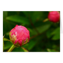 Carte de bourgeon de pivoine