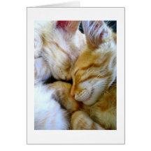 Carte de chatons de câlin
