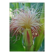 Carte de cheveux de maïs : enjoy your day