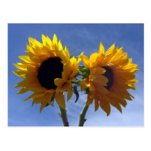 Carte de deux notes de tournesols cartes postales