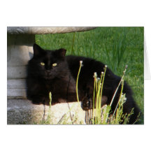 Carte de ~ du chat 120