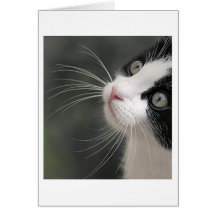 Carte de favoris de chats