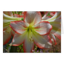 Carte de fleur d'amaryllis