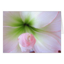 Carte de "Flora Tenera"